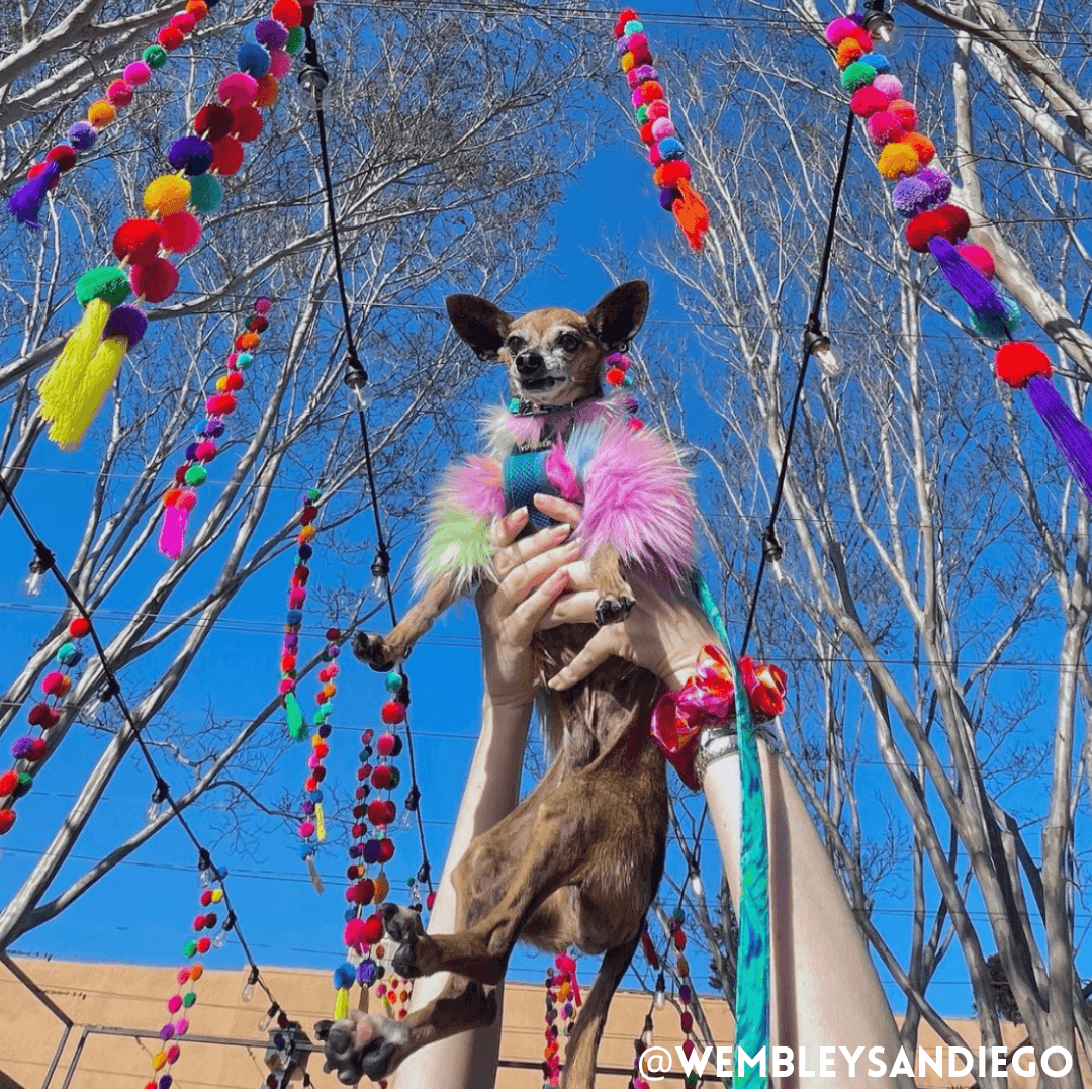 Rainbow Floof Sweater - DOG BABY™